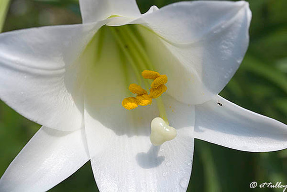 Easter Lily