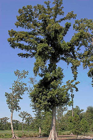 TPC Louisiana Cypress Tree