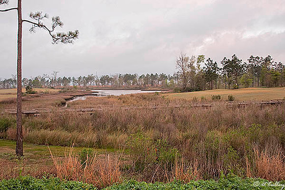 Gray Plantation #7
