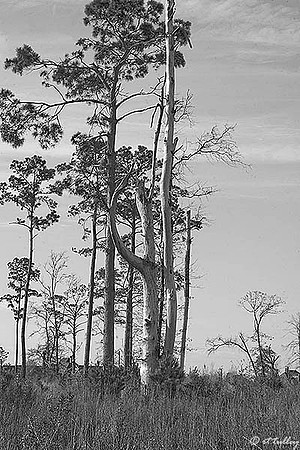 Gray Plantation Treee B/W