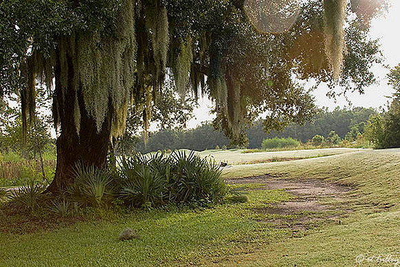 Atchafalaya Oak Tree-#4 tee