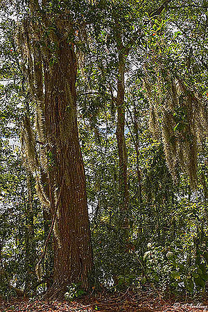 Cypress Bend - Tree Near #18 tee