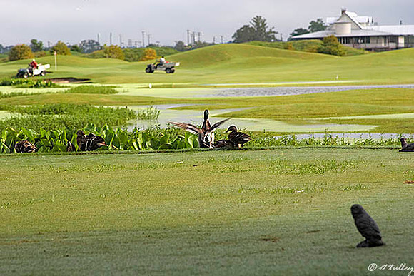 Atchafalaya Ducks