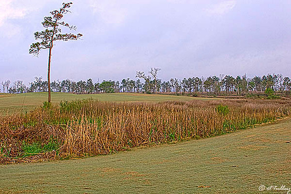 Gray Plantation #7