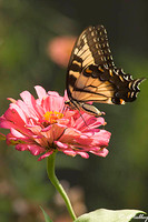 Butterfly on Flower