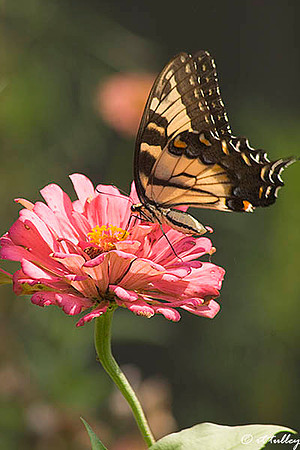Butterfly on Flower