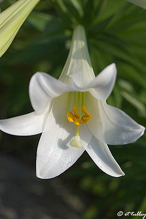 Easter lily
