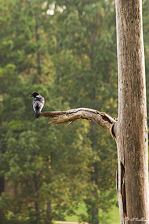 Cypress Bend black bird