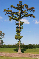 TPC Louisiana Cypress Tree