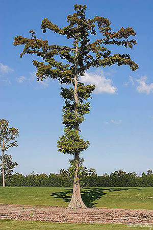 TPC Louisiana Cypress Tree