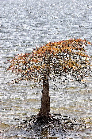 Cypress Bend - Cypress Tree in Toledo Bend