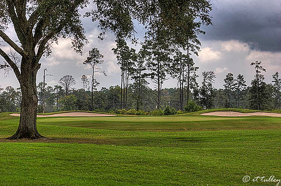 Gray Plantation #11