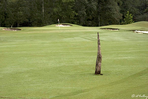 Atchafalaya Cypress Knee yardage marker