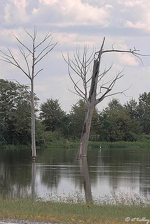 Black Bear GC Poverty Point Reservoir