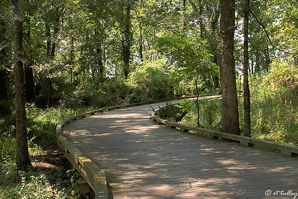 Black Bear GC Cart Bridge to #2