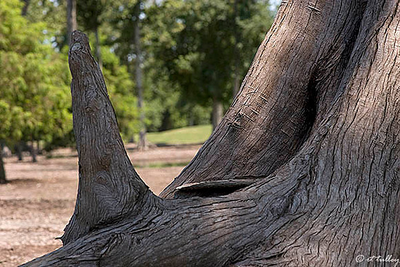 TPC Louisiana Cypress Tree
