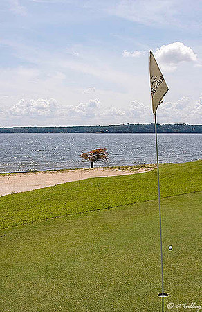 Cypress Bend #11 green