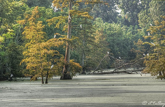 Oakwing GC Bayou