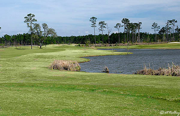 Gray Plantation #11