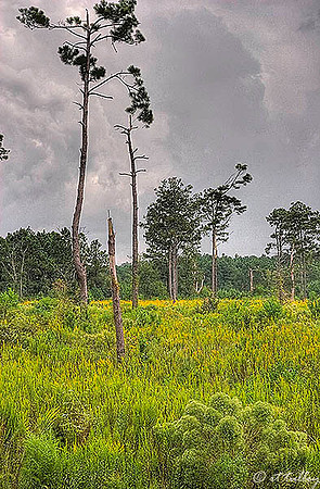 Gray Plantation Native Grasses