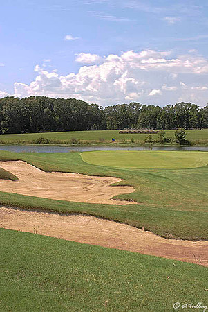 Black Bear GC #3
