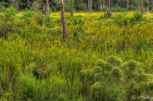 Gray Plantation Native Grasses