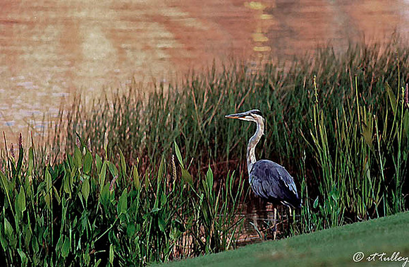 Blue Heron