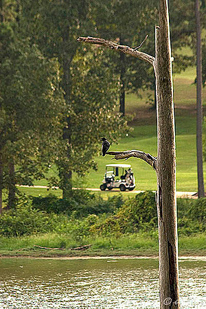 Cypress Bend from #8 green
