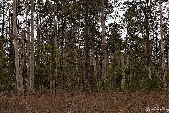 Gray Plantation Trees