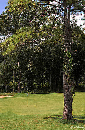 Black Bear GC #7