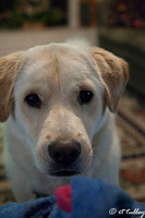 Oakley