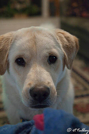 Oakley