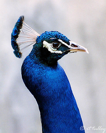 Peacock Stare
