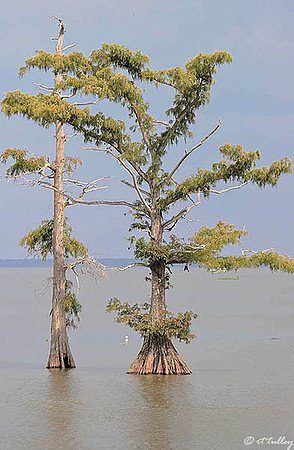 Cypress Trees, Lake Palourde