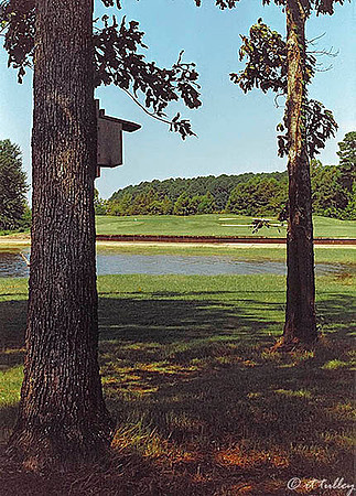 Cypress Bend #14