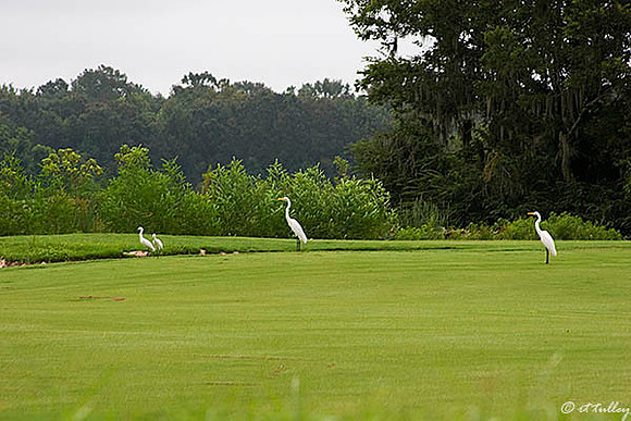 Atchafalaya Band of Egrets