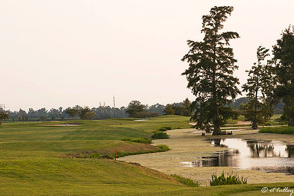 the Island #11