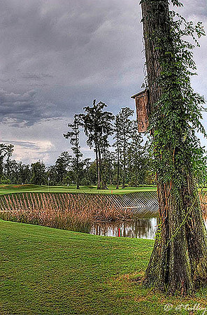 TPC Louisiana Birdhouse/#17 green