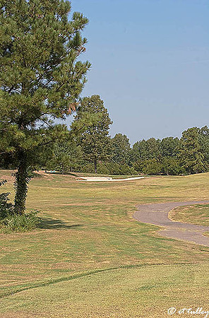 Olde Oaks Cypress #3