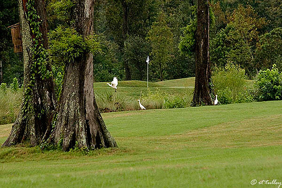 TPC Louisiana #16