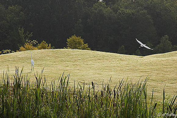 Atchafalaya Egrets