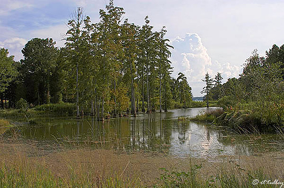 Cypress Bend Pond