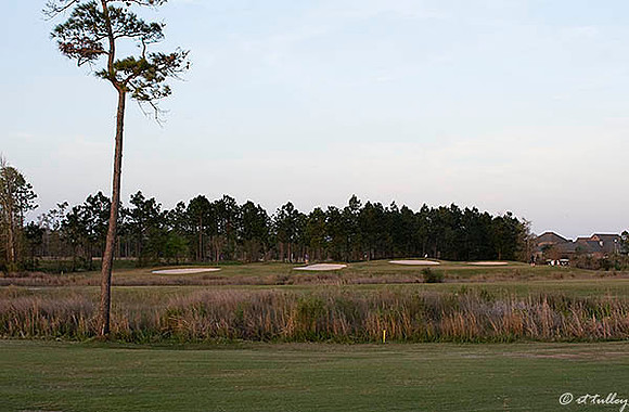 Gray Plantation #7