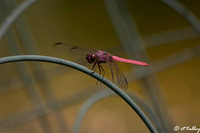 Roseate skimmer Dragonfly