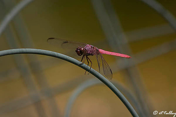 Roseate skimmer Dragonfly