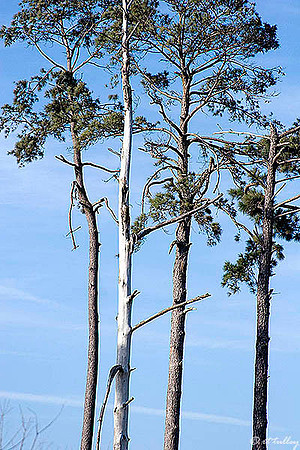 Gray Plantation Trees