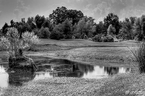Olde Oaks Cypress #7 B/W
