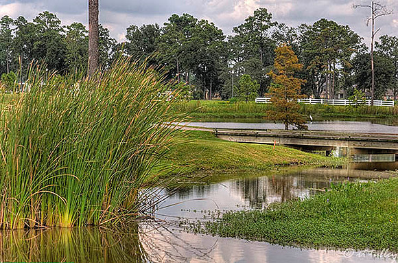 Gray Plantation Area Between #11 green and #12 tee