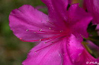 Azalea