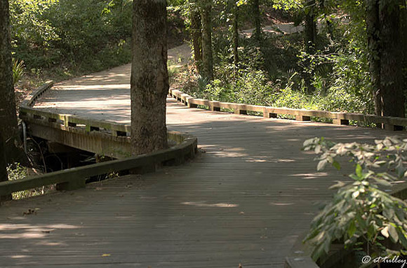Black Bear GC Cart Bridge to #5